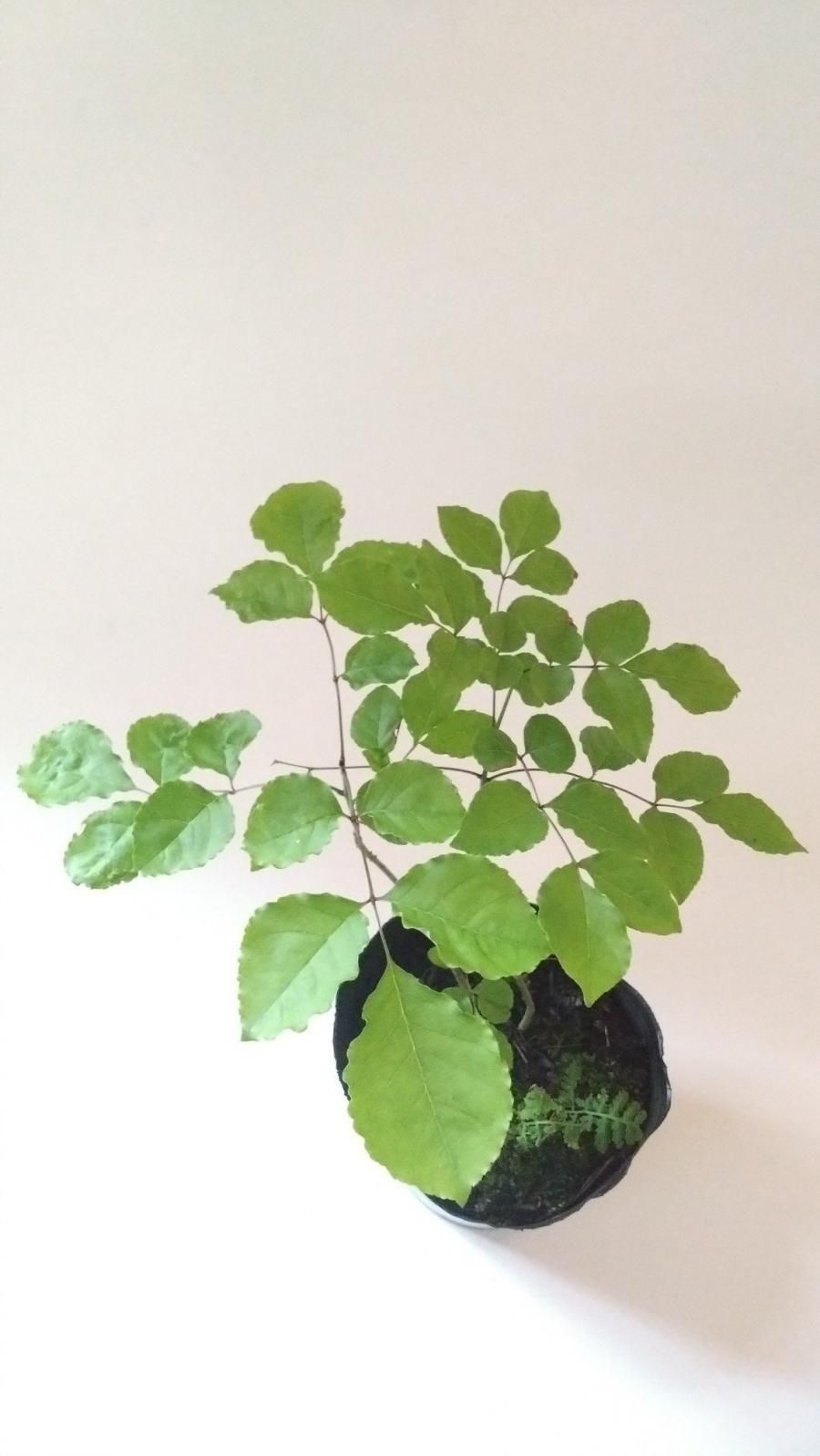 Dapo　アオダモ　②③④、⑤→変更 Dapo様専用 アオダモ ②③④、⑤→変更