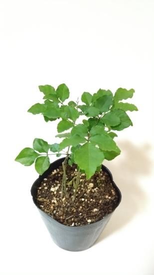 アオダモ　株立ち　4 販売済】アオダモ現品苗木 4本立ちの株立ち風（16～18㎝)