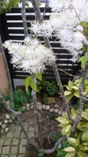 販売済】アオダモ現品苗木 4本立ちの株立ち風（16～18㎝)