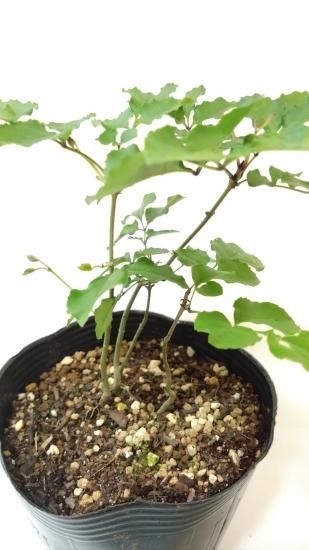 山採り アオダモ 株立ち 4本立ち アオダモ 4本株立ち 約2.4m 現品発送 一点物特大株 : 大福樹苗園