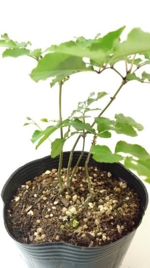 販売済】アオダモ現品苗木 4本立ちの株立ち風（16～18㎝)