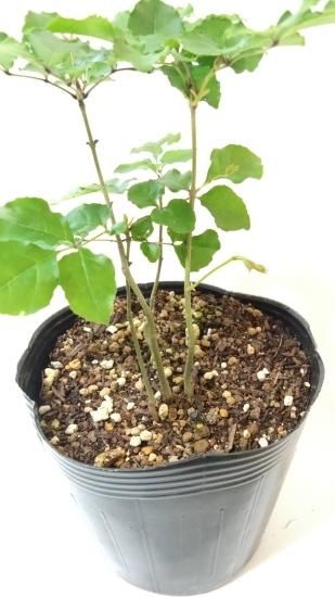 販売済】アオダモ現品苗木 4本立ちの株立ち風（16～18㎝)