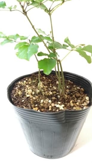 販売済】アオダモ現品苗木 4本立ちの株立ち風（16～18㎝)