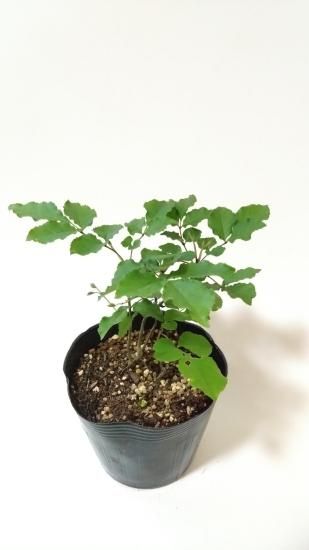 販売済】アオダモ現品苗木 4本立ちの株立ち風（16～18㎝)