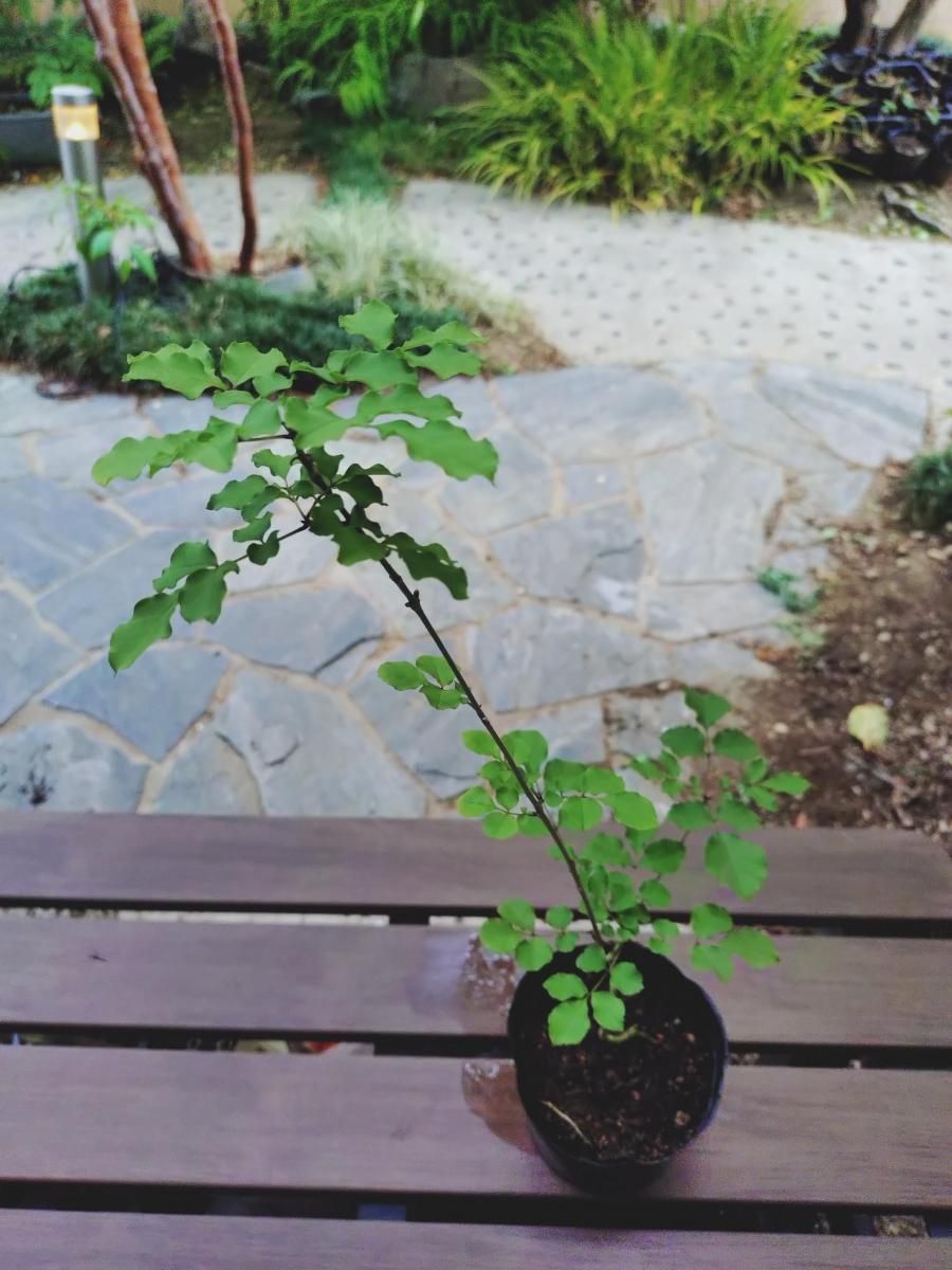 Yuuka ☀️プロフ確認☀️  2 アオダモ　株立ち Yuuka ☀️プロフ確認☀️ 2 アオダモ 株立ち アオダモ 株立ち 樹高1.8