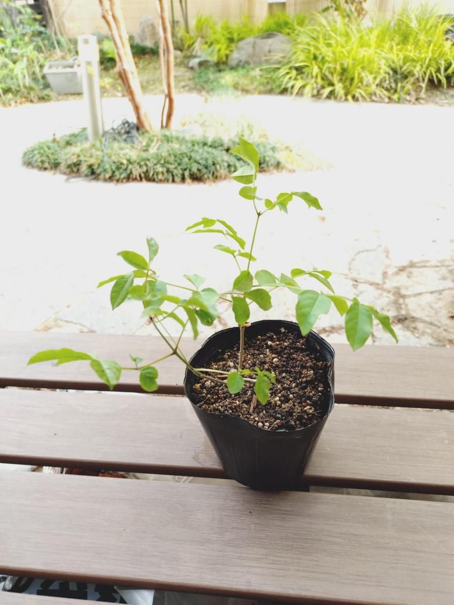 アオダモ現品苗木 オシャレで幹がひねりながら二股になった苗(18～21cm)