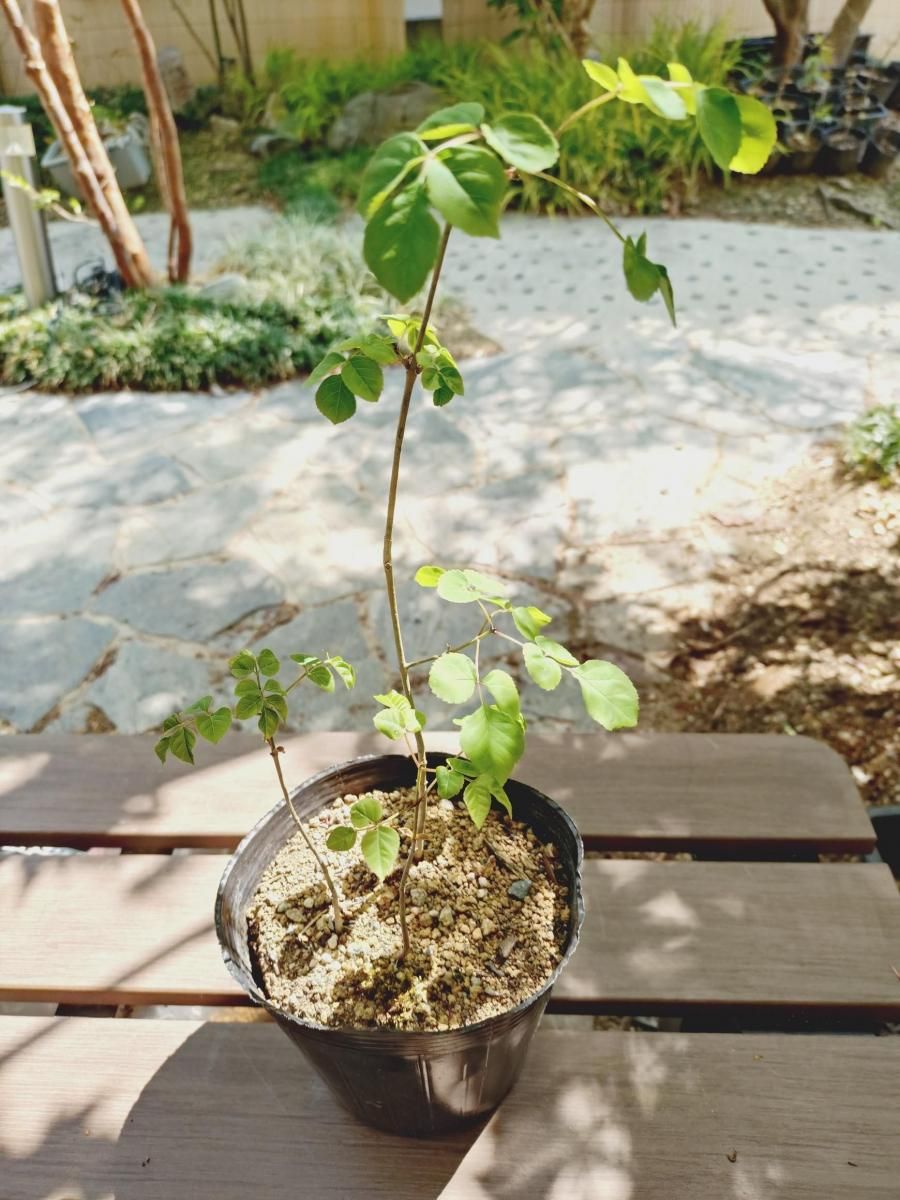 販売済】アオダモ現品苗木 3本立ちの主木の幹先に屈曲のあるアオダモ