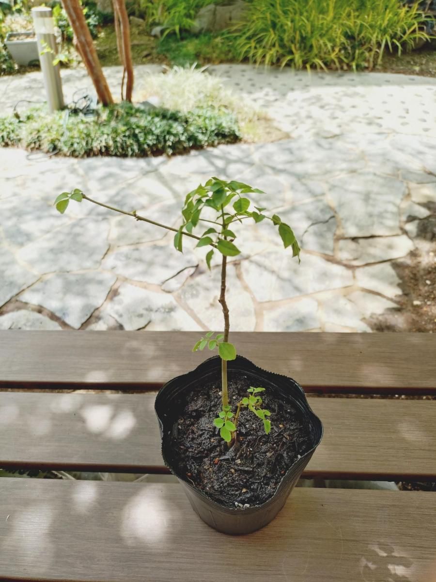 特級 アオダモ 株立ち 1.3m 落葉樹 紅葉樹木sss 【公式通販】