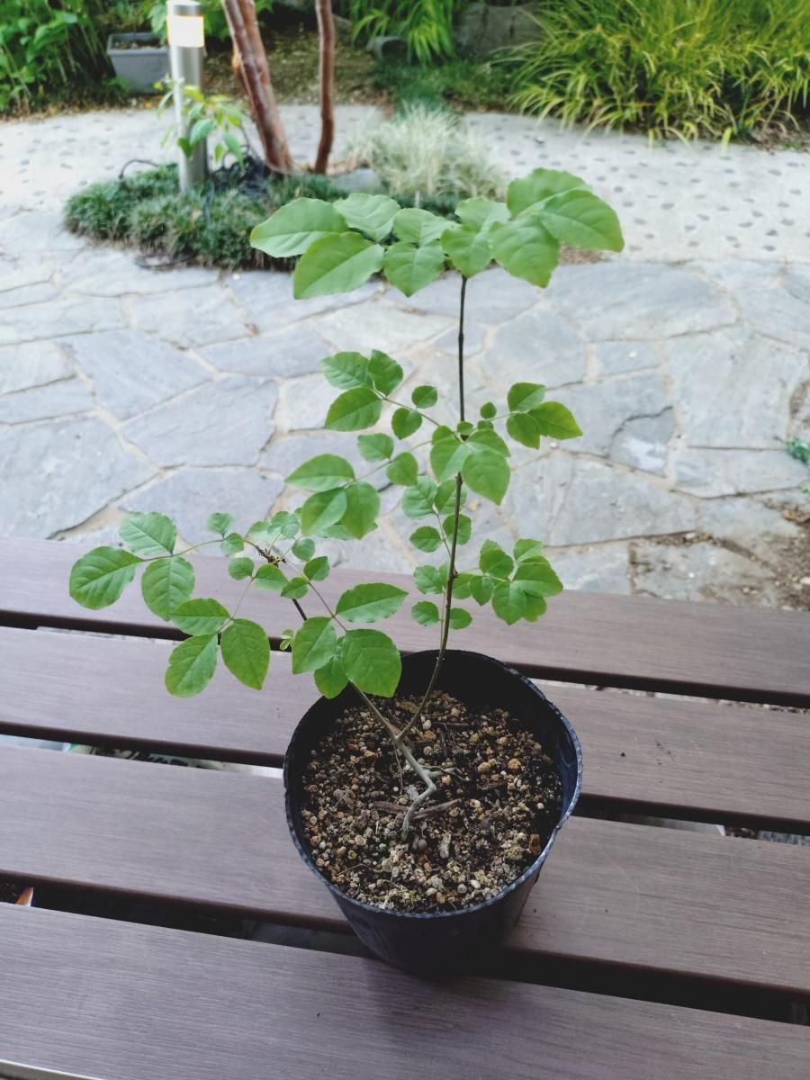 Dapo　アオダモ　②③④、⑤→変更 販売済】アオダモ現品苗木 細かな葉のスマート樹形で根元が