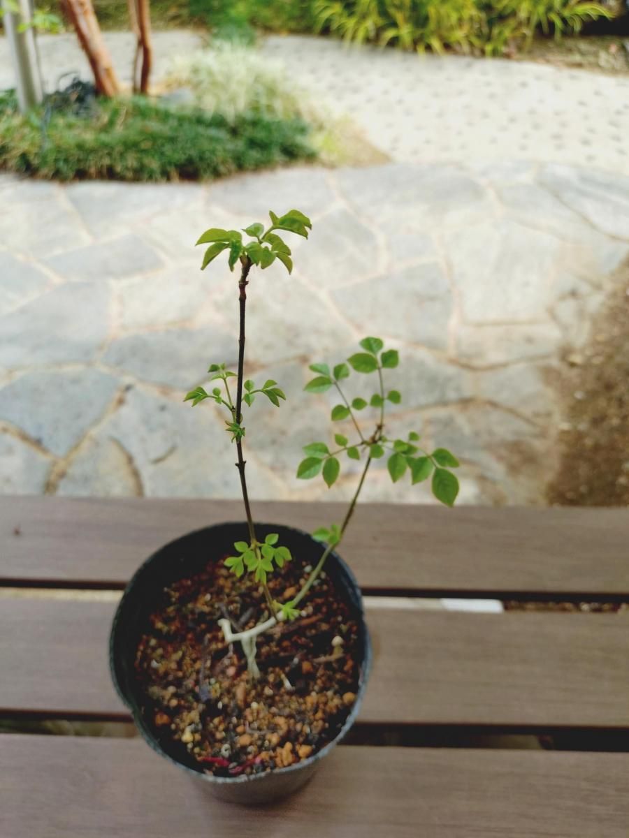 販売済】アオダモ現品苗木 細かな葉のスマート樹形で根元が別れる樹形