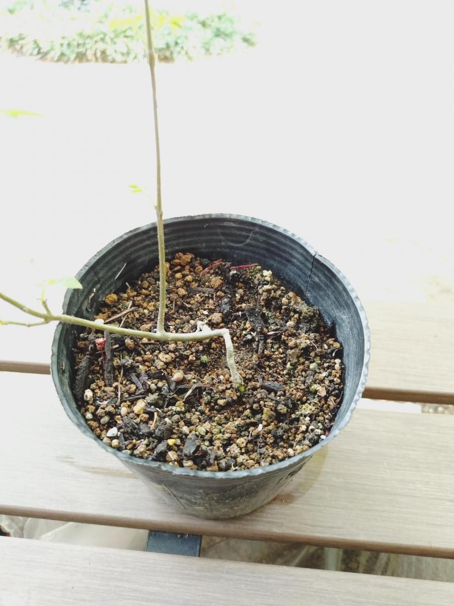 販売済】アオダモ現品苗木 細かな葉のスマート樹形で根元が別れる樹形