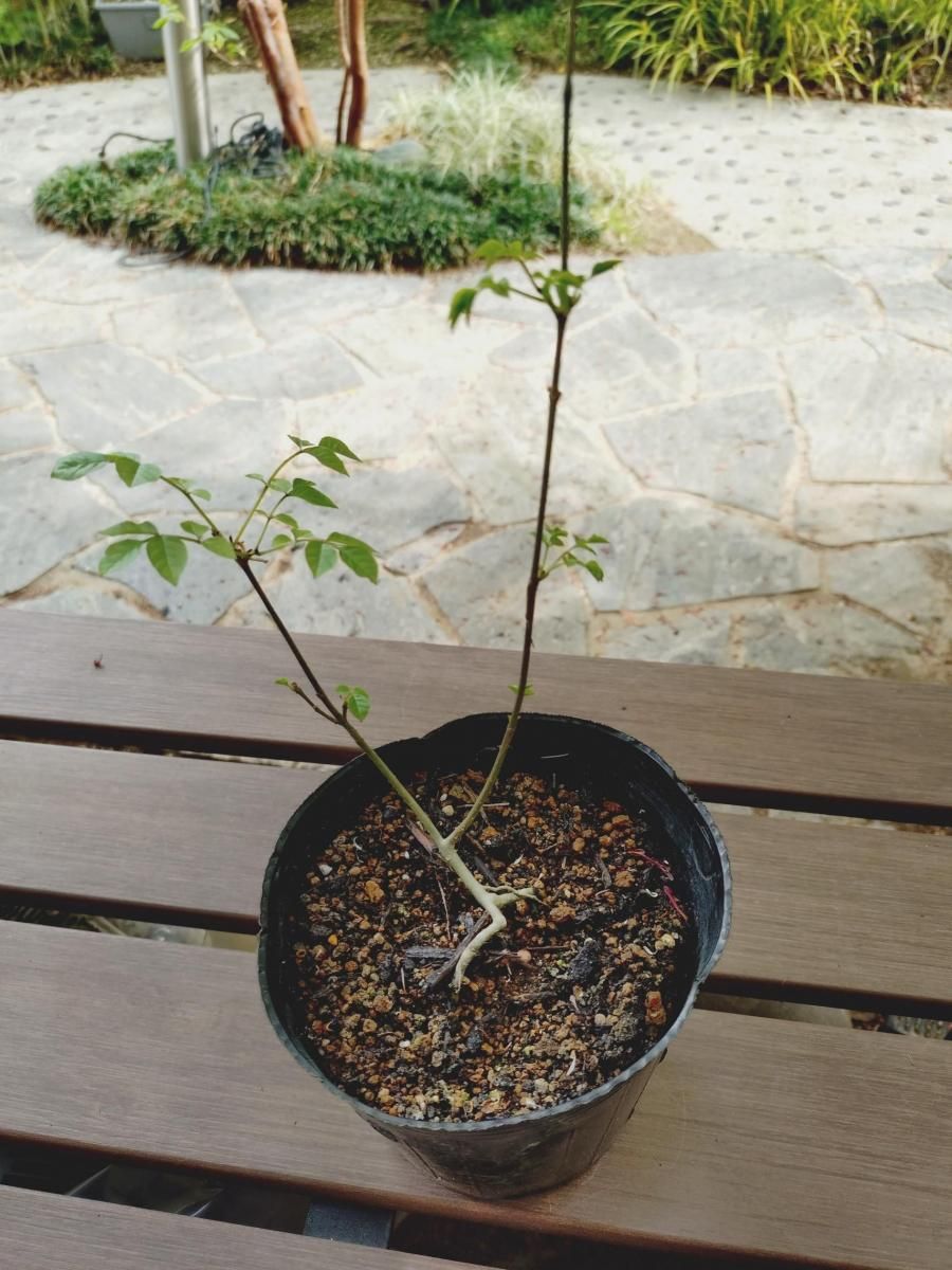 販売済】アオダモ現品苗木 細かな葉のスマート樹形で根元が