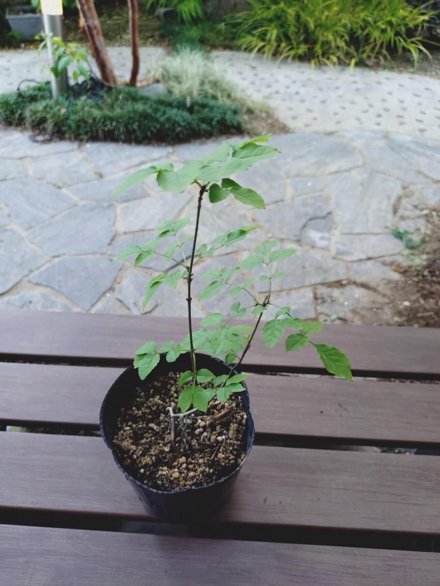 販売済】アオダモ現品苗木 細かな葉のスマート樹形で根元が別れる樹形