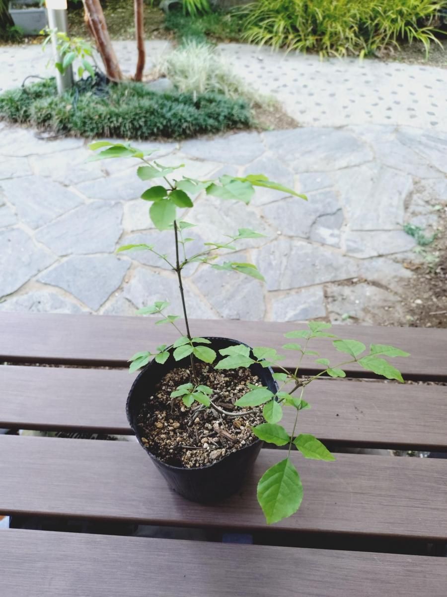 販売済】アオダモ現品苗木 細かな葉のスマート樹形で根元が別れる樹形