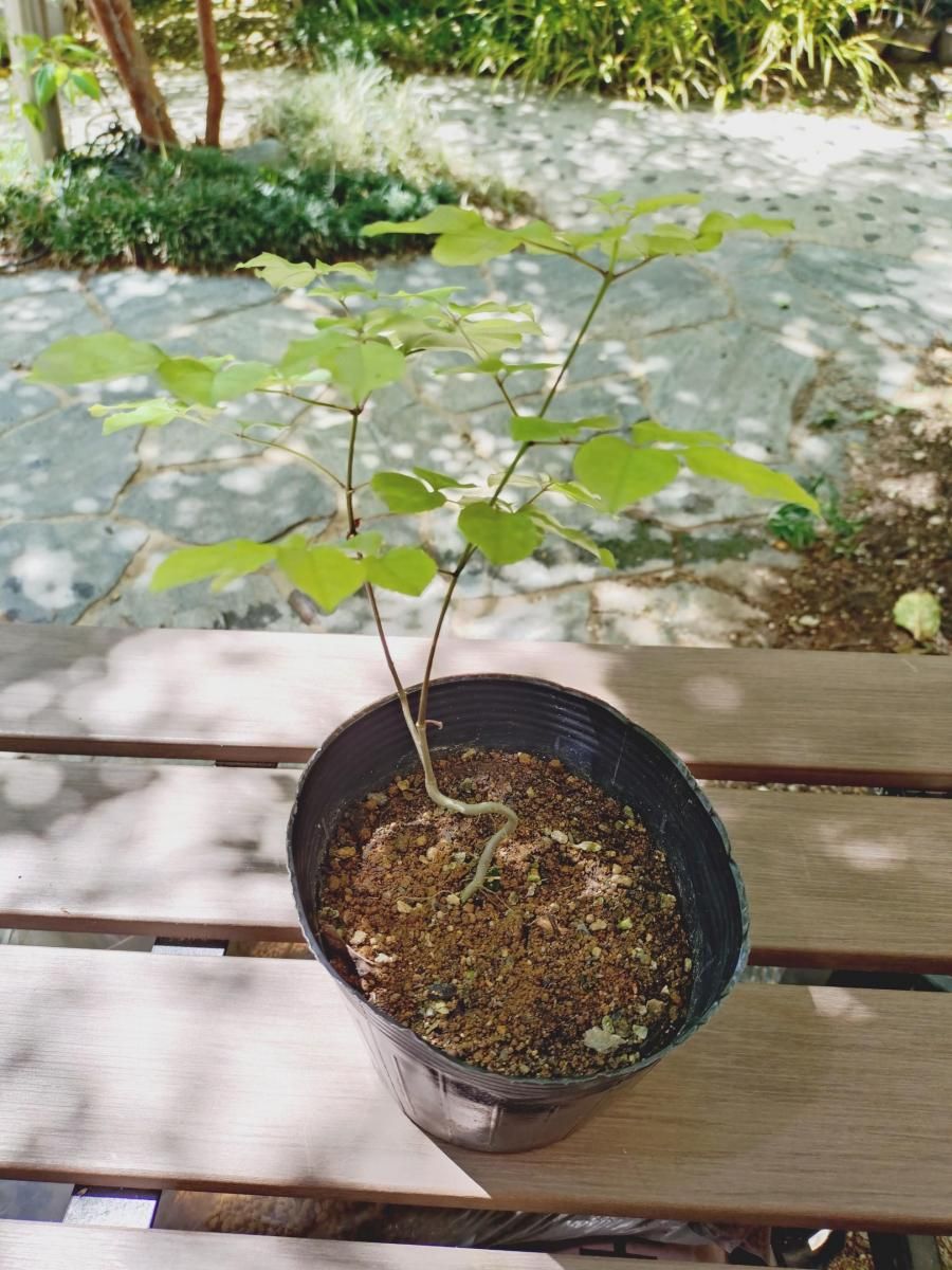 販売済】アオダモ現品苗木 まっすぐな2本幹で株元の幹がうねる樹形(19