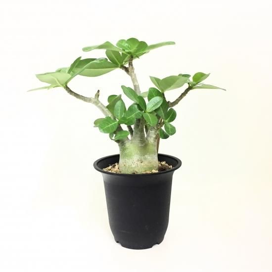 コーデックス アデニウム アラビカム バオバブフォーム Apero Hyle 世界の植物と昆虫のお店 コーデックス アデニウム アラビカム バオバブフォーム Apero Hyle 世界の植物と昆虫のお店