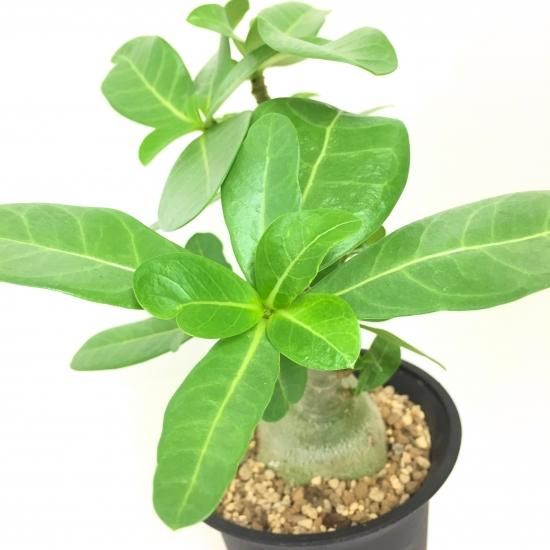 コーデックス アデニウム アラビカム バオバブフォーム Apero Hyle 世界の植物と昆虫のお店 コーデックス アデニウム アラビカム バオバブフォーム Apero Hyle 世界の植物と昆虫のお店