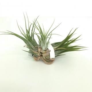 エアプランツ イオナンタ スカポーサ Apero Hyle 世界の植物と昆虫のお店