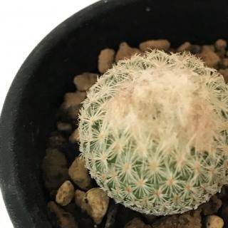 エピテランサ 月世界 Apero Hyle 世界の植物と昆虫のお店