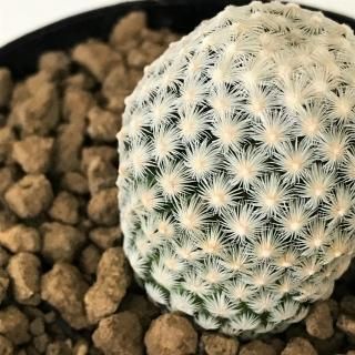 マミラリア 白岳丸 Apero Hyle 世界の植物と昆虫のお店