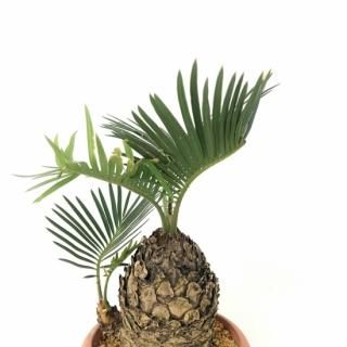 蘇鉄 ソテツ 3 5号ポット Apero Hyle 世界の植物と昆虫のお店 蘇鉄 ソテツ 3 5号ポット Apero Hyle 世界の植物と昆虫のお店