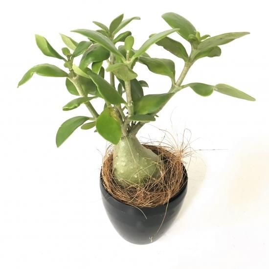 アリ植物 ヒドノフィツム パプアナム 蟻の巣玉 Apero Hyle 世界の植物と昆虫のお店