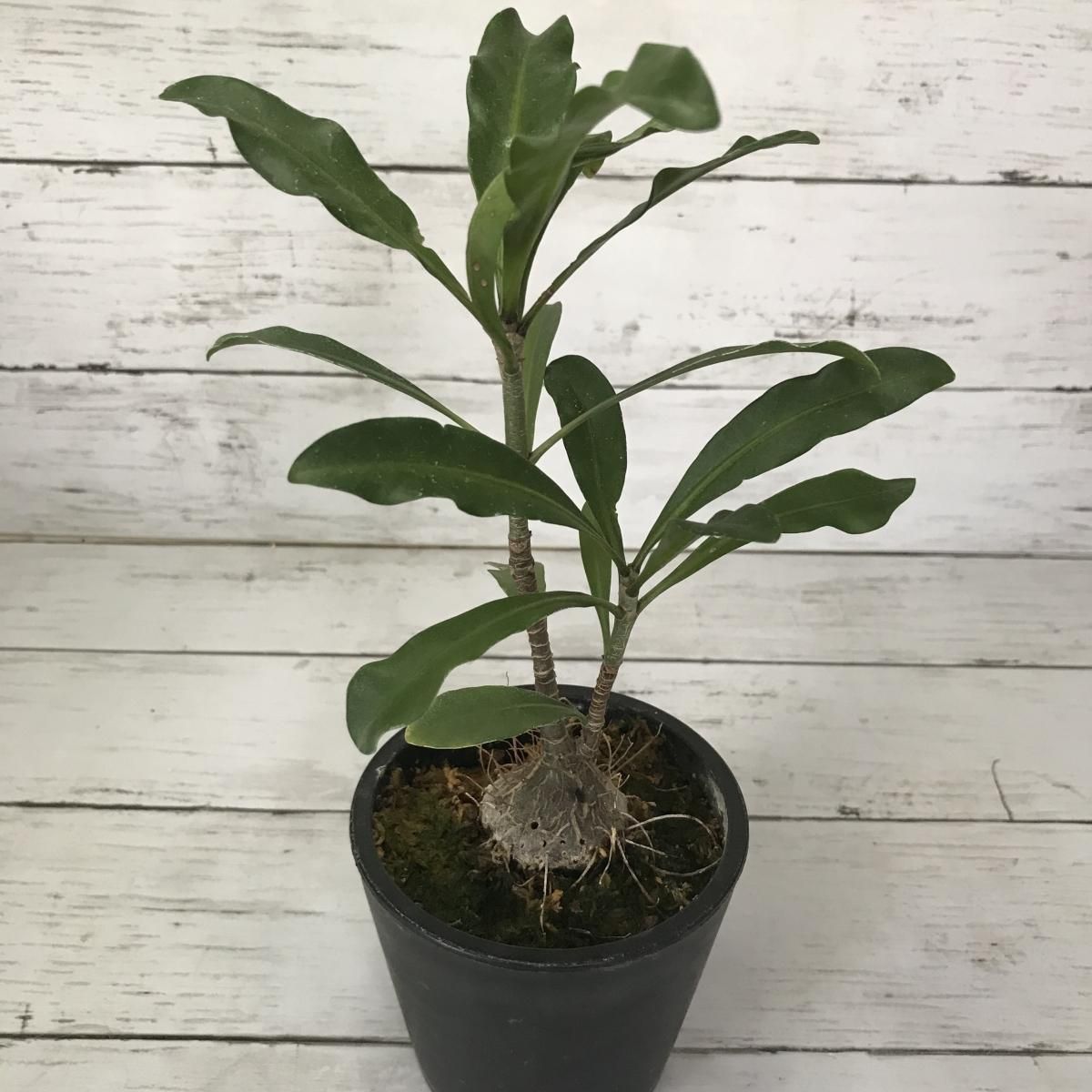 アリ植物 ミルメフィタム セレビカム Apero Hyle 世界の植物と昆虫のお店 アリ植物 ミルメフィタム セレビカム Apero Hyle 世界の植物と昆虫のお店