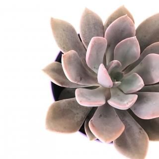グラプトベリア デビー 3号サイズ Apero Hyle 世界の植物と昆虫のお店 グラプトベリア デビー 3号サイズ Apero Hyle 世界の植物と昆虫のお店