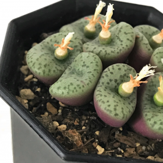コノフィツム クラベレンゼ Apero Hyle 世界の植物と昆虫のお店 コノフィツム クラベレンゼ Apero Hyle 世界の植物と昆虫のお店