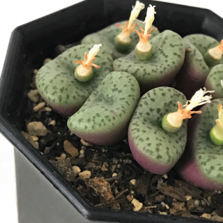 コノフィツム クラベレンゼ Apero Hyle 世界の植物と昆虫のお店