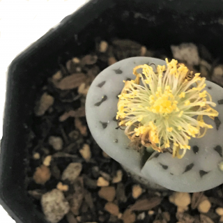 リトープス 荒玉 Apero Hyle 世界の植物と昆虫のお店