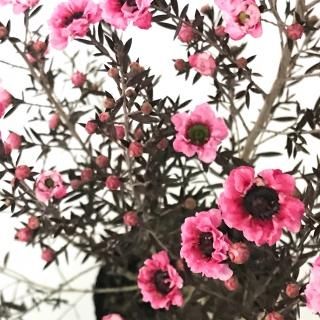 ギョリュウバイ Apero Hyle 世界の植物と昆虫のお店