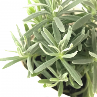 ラベンダー エレガンススノー Apero Hyle 世界の植物と昆虫のお店