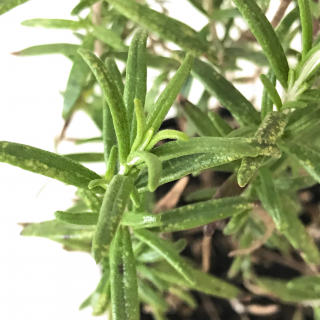 ローズマリー Apero Hyle 世界の植物と昆虫のお店
