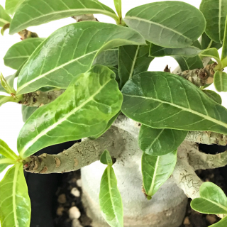 アデニウム アラビカム スーパードワーフ Apero Hyle 世界の植物と昆虫のお店 アデニウム アラビカム スーパードワーフ Apero Hyle 世界の植物と昆虫のお店