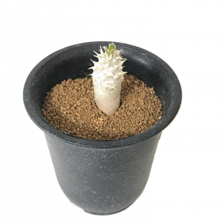 パキポディウム デンシフローラム 実生 Apero Hyle 世界の植物と昆虫のお店 パキポディウム デンシフローラム 実生 Apero Hyle 世界の植物と昆虫のお店