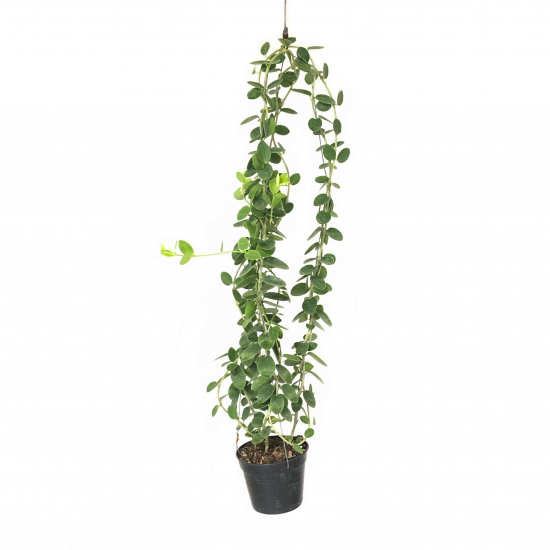 ホヤ クミンギアナ Apero Hyle 世界の植物と昆虫のお店 ホヤ クミンギアナ Apero Hyle 世界の植物と昆虫のお店