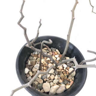 マダガスカリエンシス（ジグザグの木） - APERO HYLE ～世界の植物と 