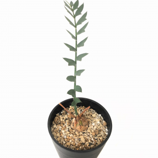 エンセファラルトス ホリダス Apero Hyle 世界の植物と昆虫のお店 エンセファラルトス ホリダス Apero Hyle 世界の植物と昆虫のお店