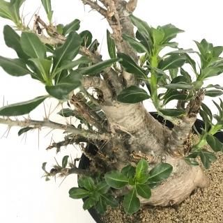 パキポディウム サンデルシー Apero Hyle 世界の植物と昆虫のお店 パキポディウム サンデルシー Apero Hyle 世界の植物と昆虫のお店