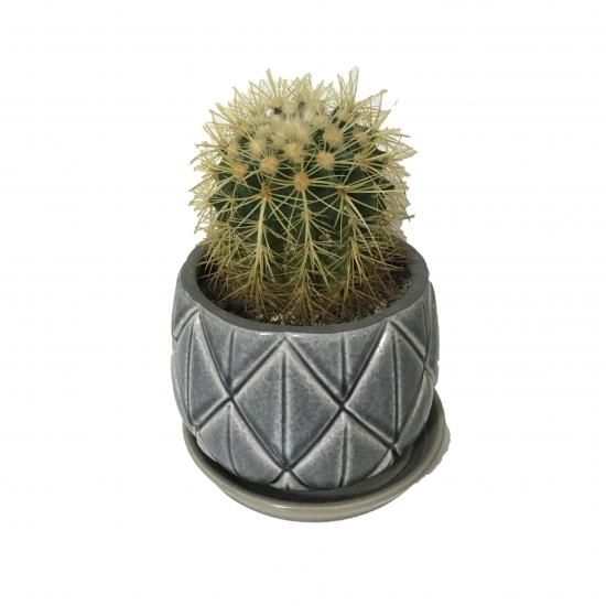 エキノカクタス 金鯱 Potset Apero Hyle 世界の植物と昆虫のお店 エキノカクタス 金鯱 Potset Apero Hyle 世界の植物と昆虫のお店