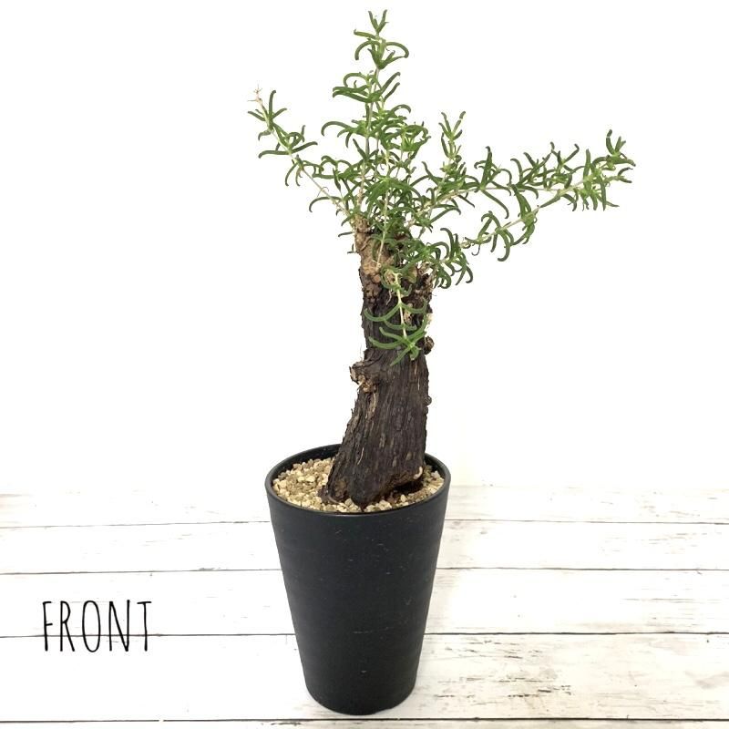 メストクレマ・ツベローサム - APERO HYLE ~世界の植物と昆虫のお店~ メストクレマ・ツベローサム - APERO HYLE ~世界の植物と昆虫のお店~