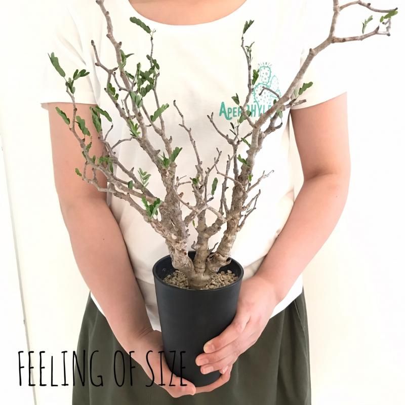 センナ メリディオナリス Apero Hyle 世界の植物と昆虫のお店 センナ メリディオナリス Apero Hyle 世界の植物と昆虫のお店