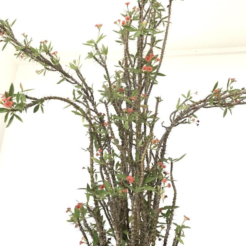 花キリン Apero Hyle 世界の植物と昆虫のお店