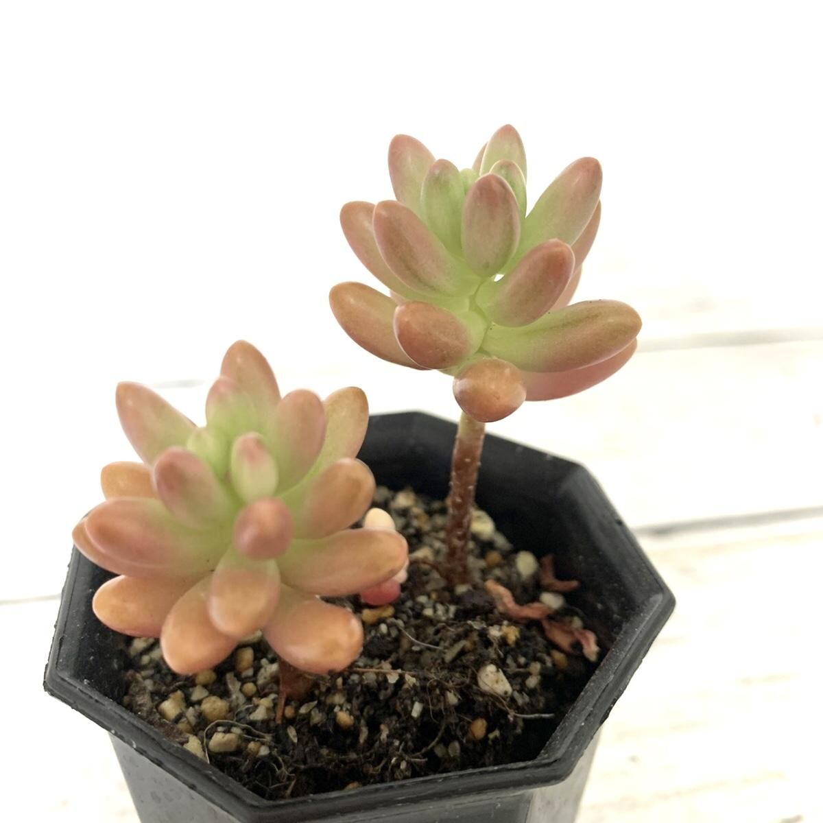 セダム オーロラ Apero Hyle 世界の植物と昆虫のお店