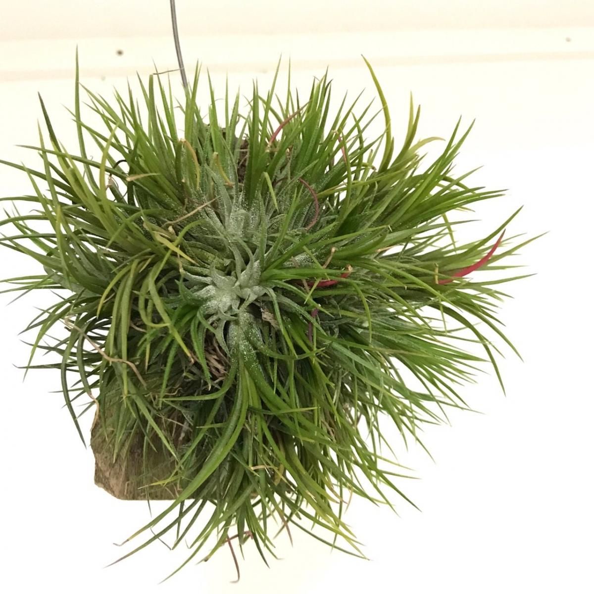 チランジア イオナンタ Wood Apero Hyle 世界の植物と昆虫のお店