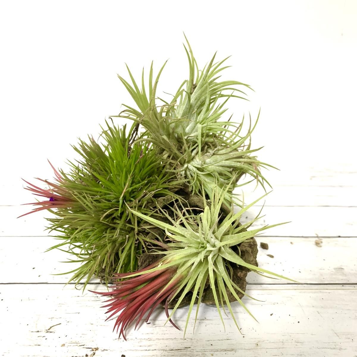 チランジア イオナンタフエゴ Wood Apero Hyle 世界の植物と昆虫のお店