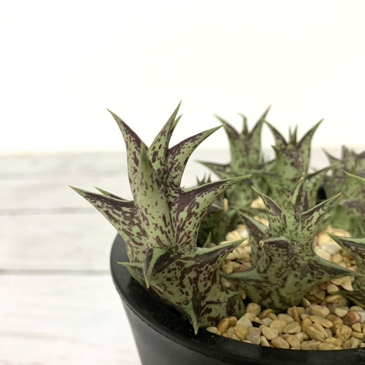カラルマ ヘスペリディエム Apero Hyle 世界の植物と昆虫のお店 カラルマ ヘスペリディエム Apero Hyle 世界の植物と昆虫のお店