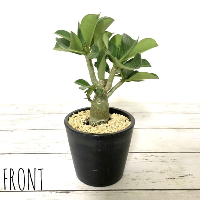 アデニウム ソコトラナム Apero Hyle 世界の植物と昆虫のお店 アデニウム ソコトラナム Apero Hyle 世界の植物と昆虫のお店