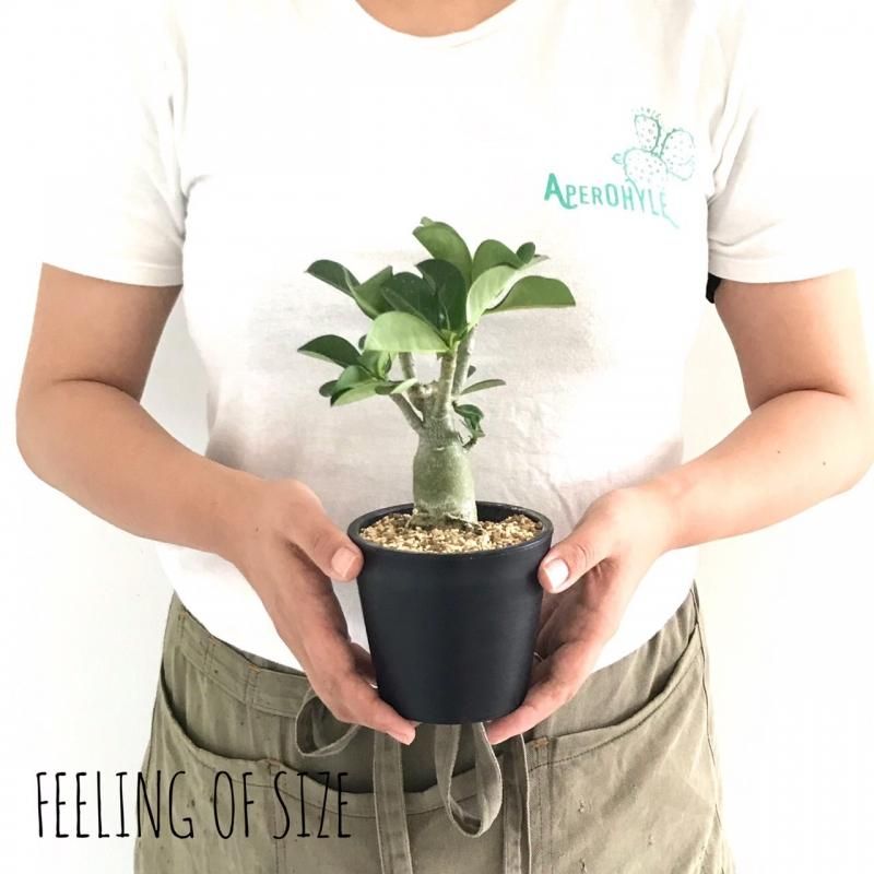 アデニウム ソコトラナム Apero Hyle 世界の植物と昆虫のお店 アデニウム ソコトラナム Apero Hyle 世界の植物と昆虫のお店